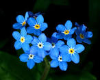 Forget-Me-Nots - Flowers Photo (25785400) - Fanpop fanclubs