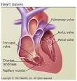<b>Heart Valves</b>
