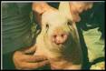 <b>RINITIS ATRÓFICA</b> PORCINA : ETIOLOGÍA y EPIDEMIOLOGÍA | Aprendiendo