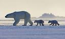 Patronising and wrong': FROZEN PLANET scientist refutes Nigel ...