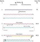 Time of the <b>PCR</b> experiment