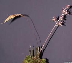Image result for "Tainia paucifolia"