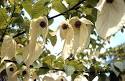 நைசாசியே (<b>Nyssaceae</b>):