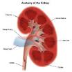 <b>Nephrotic Syndrome</b>