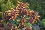 Fynbos for coastal gardens | Fynbos Hub