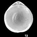 Image result for Fissurina circularis