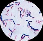 Communication of antibiotic knowledge - free online support for physicians