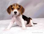 beagle puppy wallpaper | All Puppies Pictures and Wallpapers