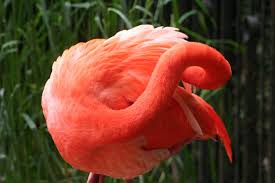 Flamingo - Bild \u0026amp; Foto von Katrin Jana Reinhardt aus Flamingos ... - 17337152