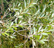 <b>melaleuca</b>