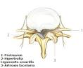 los <b>ligamentos amarillos</b> y