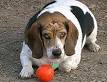 Beagle - Wikipedia, the free encyclopedia