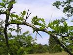 File:<b>Gleditsia</b> texana 2.jpg
