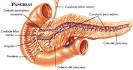 LAS GLANDULAS <b>PANCREATICAS</b>