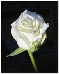 الرجولة Rose-blanche