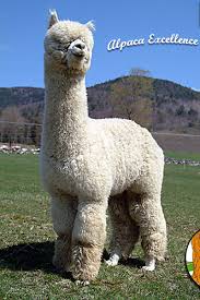 A male Alpaca from the