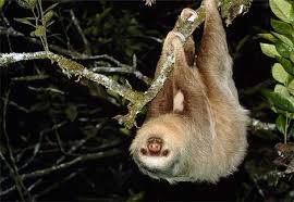 About the Two-Toed Sloth