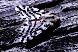 white tiger moth