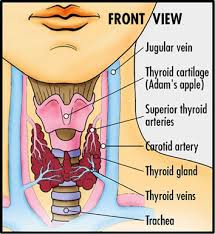 A hyperactive thyroid makes