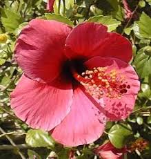 الكركديه Hibiscus_rosa-sinensis2