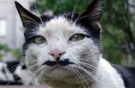 A cat that looks like Hitler