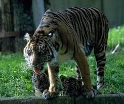 tiger prey
