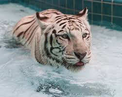 белый тигр обои