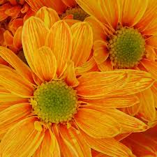 orange daisies