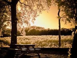 picknick