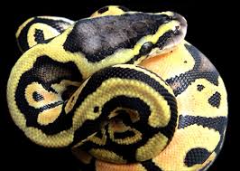 pastel ball python