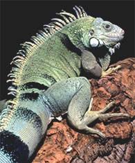 صور   لزاحف الاغوانا Green-iguana