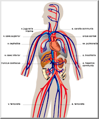 circulatorysystem.gif