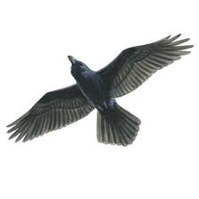 The RSPB: Raven