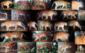 tiger prey