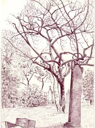 cherry tree drawing