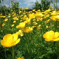 http://t3.gstatic.com/images?q=tbn:G6WrYpJCKjYJsM:http://images.doctissimo.fr/photo/hd/1174341117/private-category/buttercup-1206164273.jpg