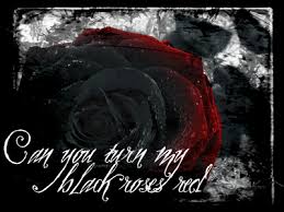 red black roses