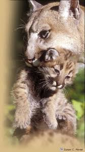 Cougar carrying cub