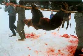 above all hunting. Bears