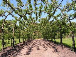 pear trees pictures