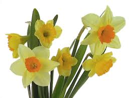 Vos fleurs préférées Narcisse