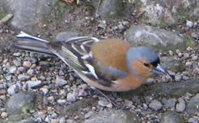 Dağ ispinozu Dağ ispinozu