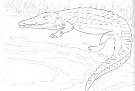 coloring pages crocodiles