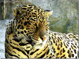 jaguar wild cat