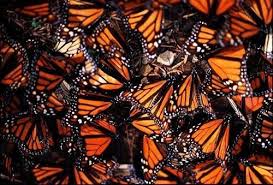 monarch butterfly photos