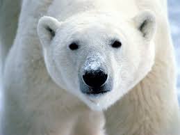 Polar Bears Snow_On_Snout_Polar_Bear-1600x1200-799243