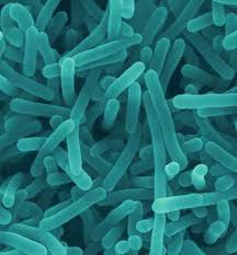 of Listeria information