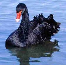 The serious black swans are