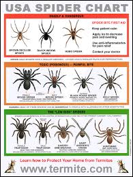 free spider pictures