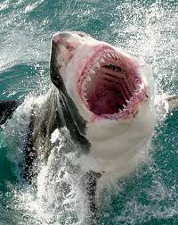 great white sharks off